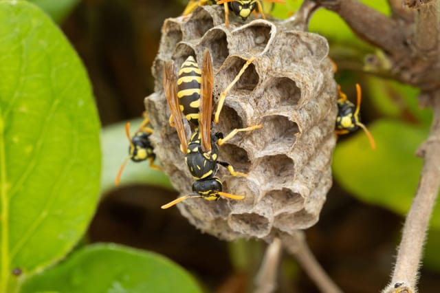 Paper Wasps Nests