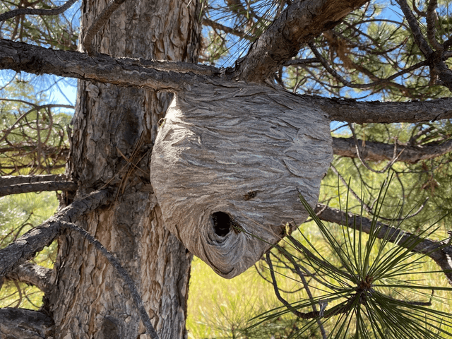 Yellow Jackets Nests
