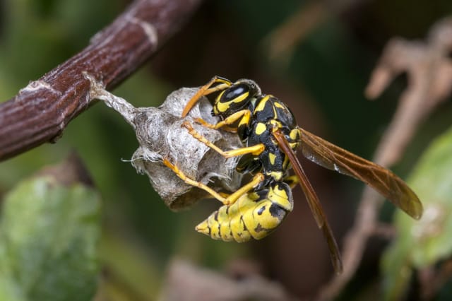 Paper wasps