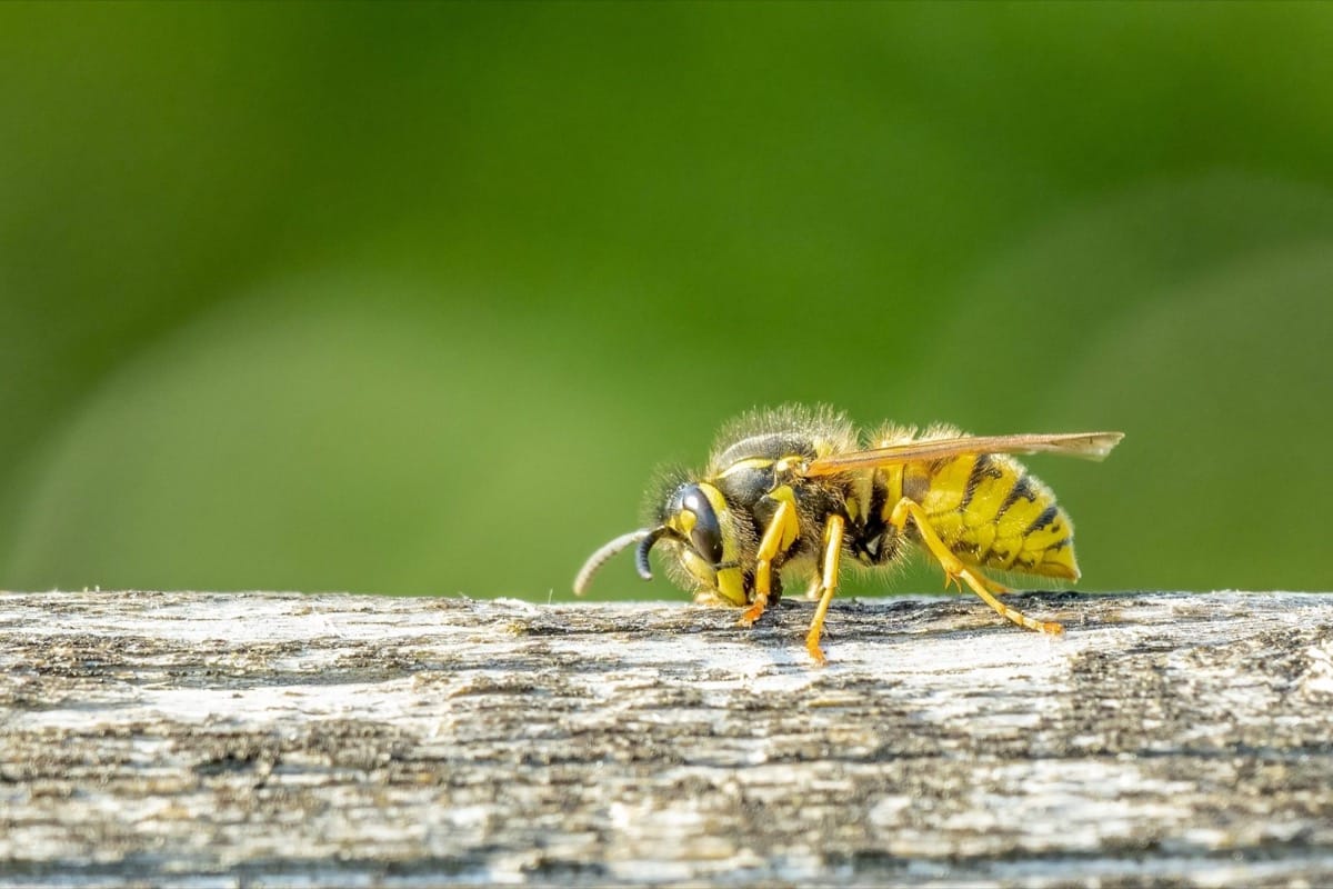 Wasp prevention tips