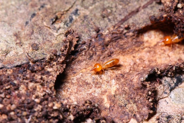 Dampwood Termites: