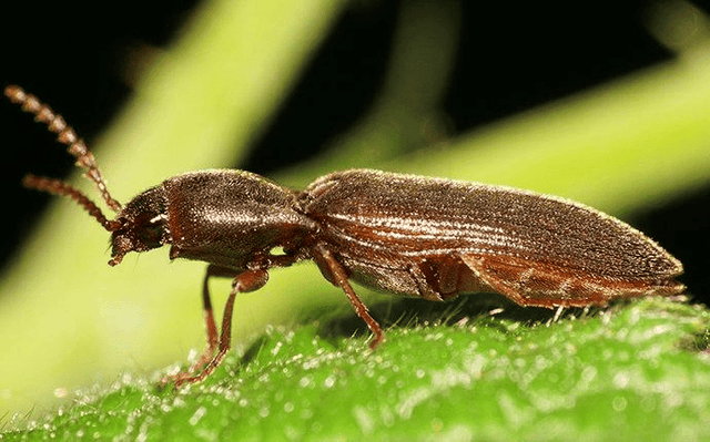 Powderpost Beetles: