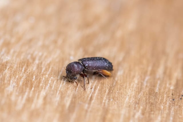 Wood-Boring Beetles: