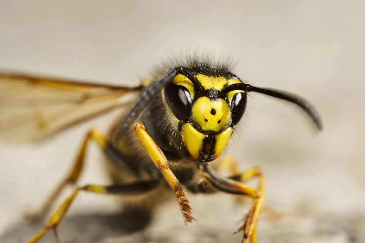 Yellowjacket showing black-and-yellow markings