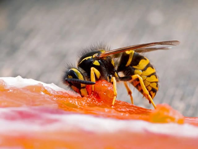 Western Yellowjacket