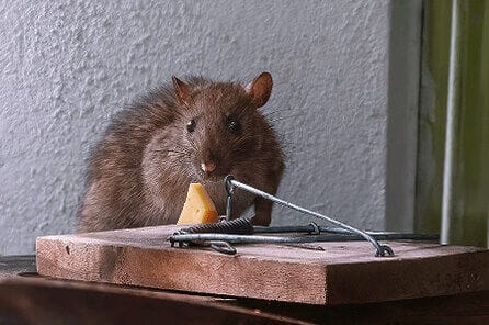 Brown rat on wooden snap trap