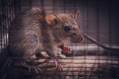 rat captured in humane live cage trap
