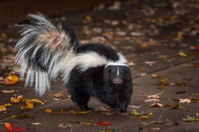 skunk