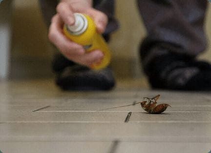 Professional pest treatment