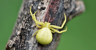 Crab Spiders
