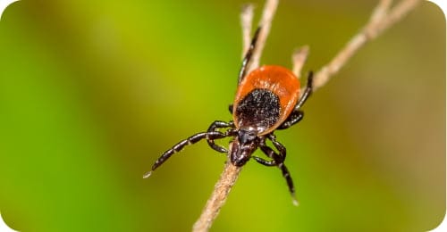 type deer tick