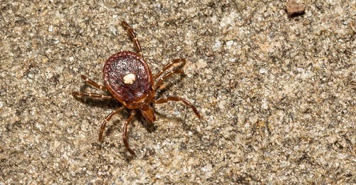 type lone star tick